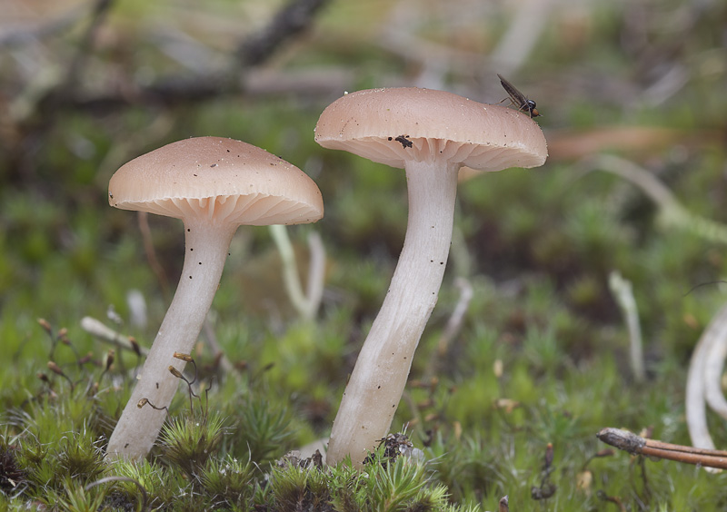 Clitocybe diatreta